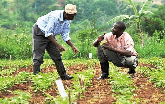 RDC : 4,4 milliards pour le Plan national triennal de relance agricole
