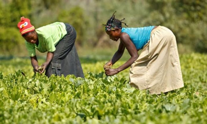 RDC : 4,4 milliards USD pour le Plan national de relance agricole