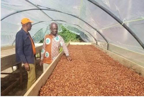 Pour la première fois depuis plus d’un an, le prix moyen du kg du cacao camerounais descend sous la barre de 1000 FCFA