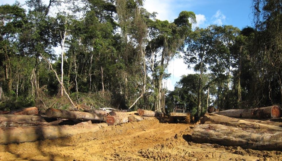 Les autorités camerounaises annulent le projet d’exploitation d’une forêt riche en biodiversité