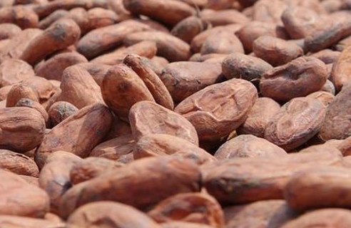 Cacao : la France, les USA… sortent de la liste des clients du Cameroun au profit de la Corée, l’Albanie…
