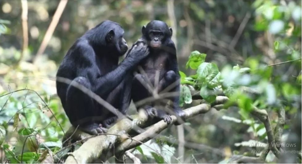 Grands singes: quand les communautés prennent en main la préservation des espèces