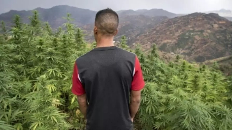 Le Maroc pourrait légaliser l’usage thérapeutique du cannabis