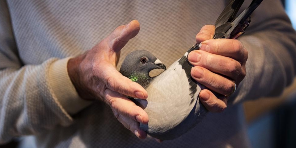 Passion for pigeons persists in North Africa