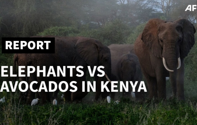 Elephants vs. avocados: new battle for territory in Kenya