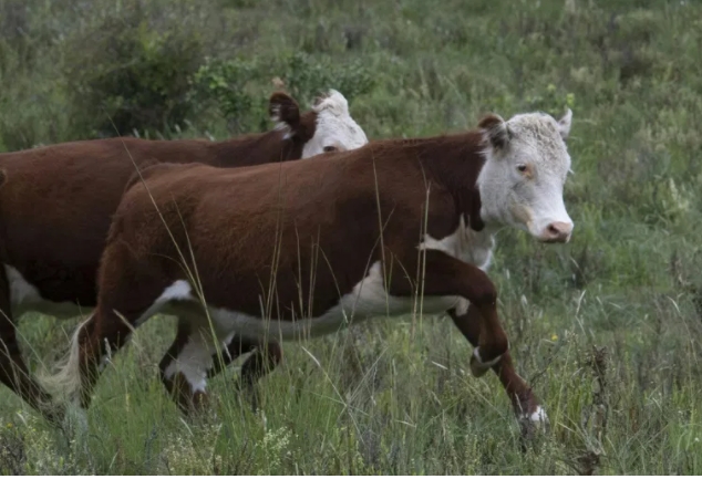 L’Uruguay, le pays aux 4 vaches par habitant, veut verdir son élevage