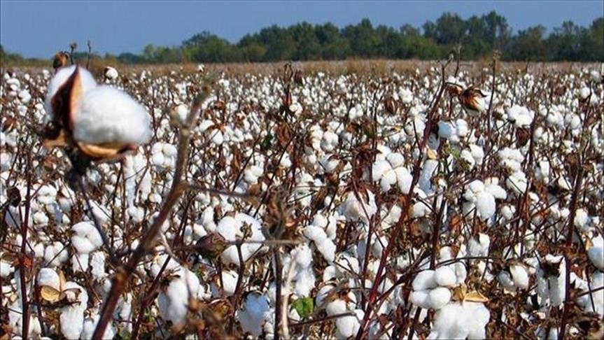 Le Bénin devient premier producteur africain de Coton