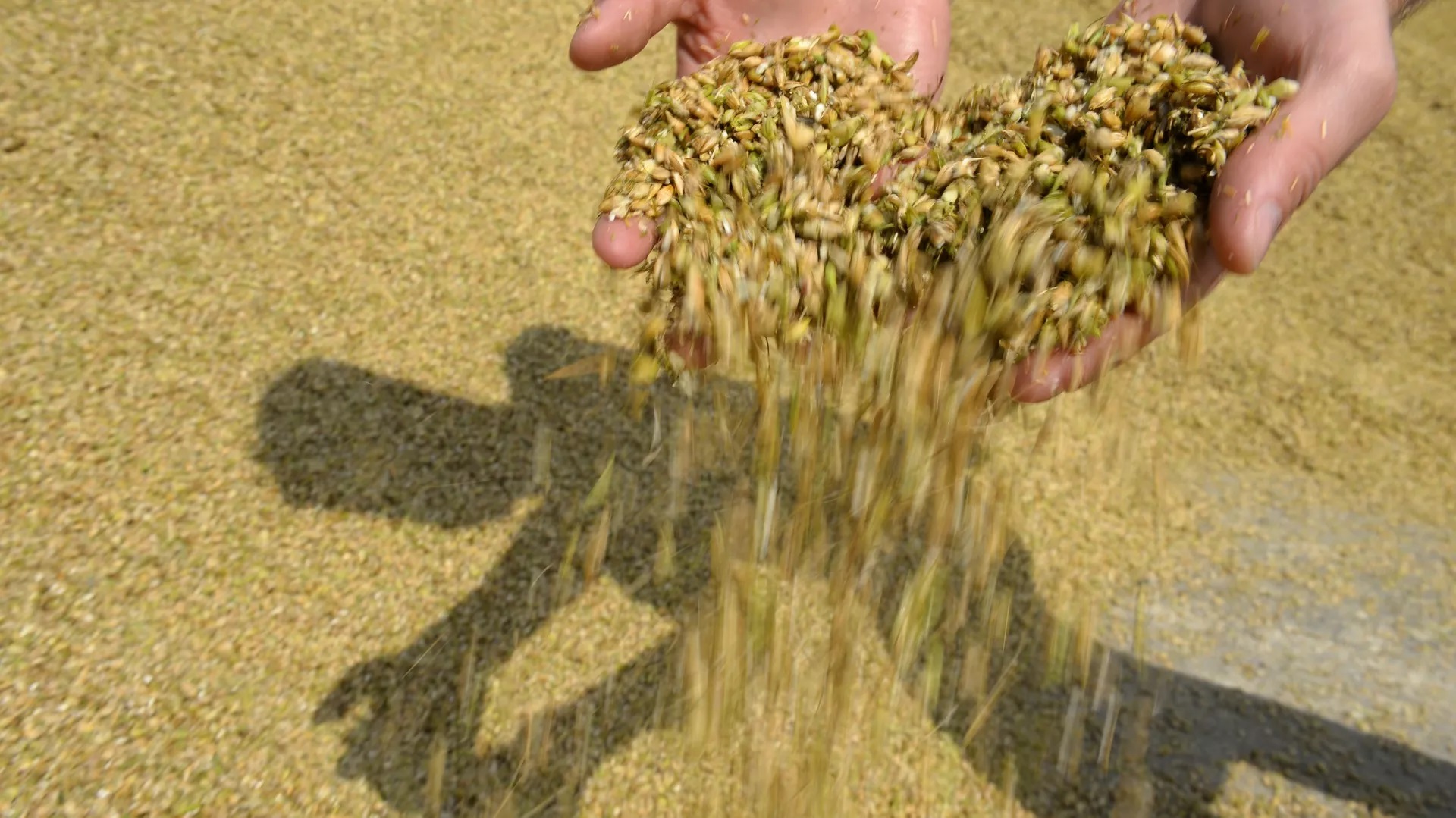 La Russie partante pour la livraison gratuite de blé à l’Afrique