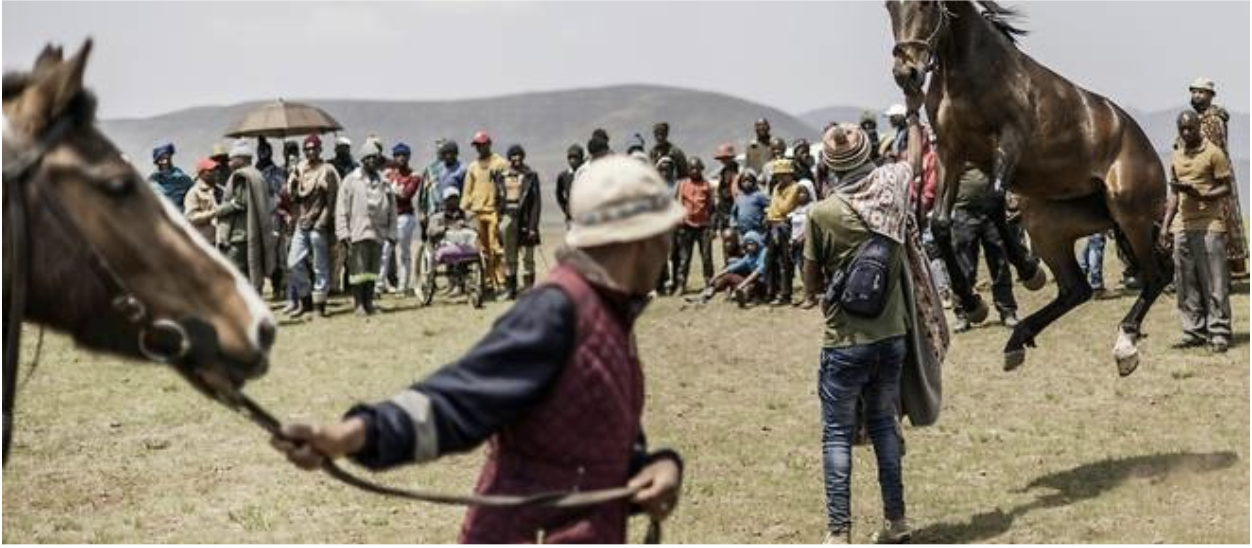 Les courses de chevaux venus du Lesotho s’exportent jusqu’en Australie
