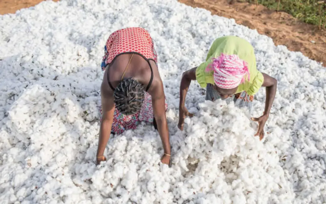 Le Burkina Faso veut développer la chaîne de valeur du coton