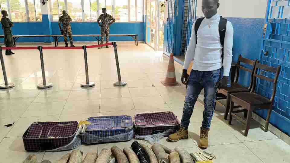 Ivory smuggling by MINUSCA personnel: a scandal in the Central African Republic
