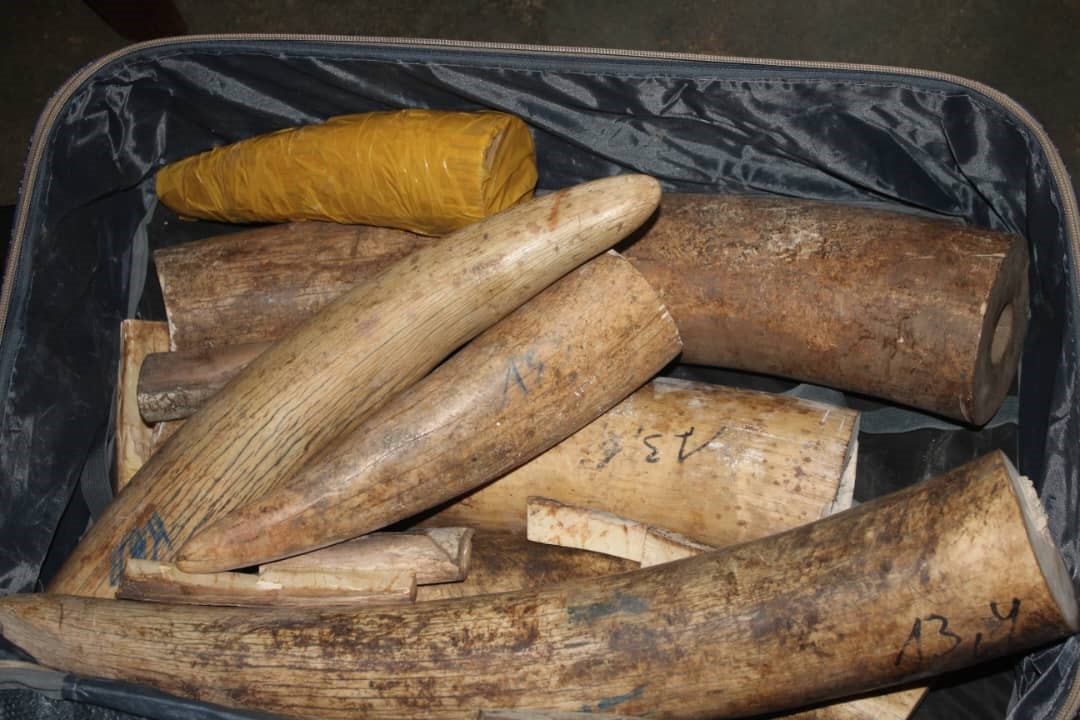 Another case of ivory smuggling involving the member of MINUSCA